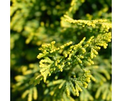 Schijncipres op stam - Chamaecyparis obtusa 'Aurora'