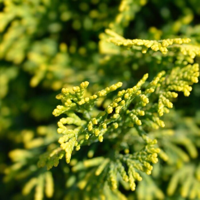 Schijncipres op stam - Chamaecyparis obtusa 'Aurora'