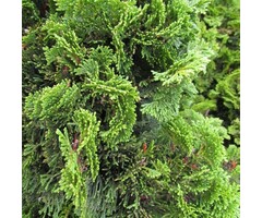 Dwergcipres op stam - Chamaecyparis obtusa 'Nana Gracilis'