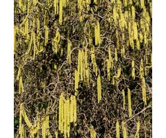 Krulhazelaar op stam - Corylus avellana 'Contorta'