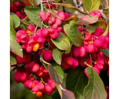 Kardinaalshoed  - Euonymus europaeus 'Red Cascade'