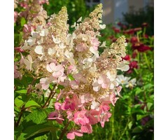 Pluimhortensia op stam - Hydrangea paniculata 'Candlelight'