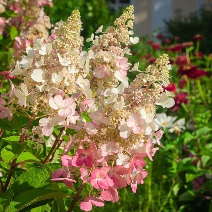 Pluimhortensia op stam (Hydrangea paniculata 'Candlelight')