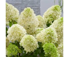 Pluimhortensia op stam - Hydrangea paniculata 'Skyfall'