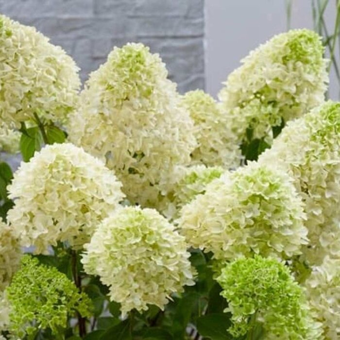 Pluimhortensia op stam (Hydrangea paniculata 'Skyfall')