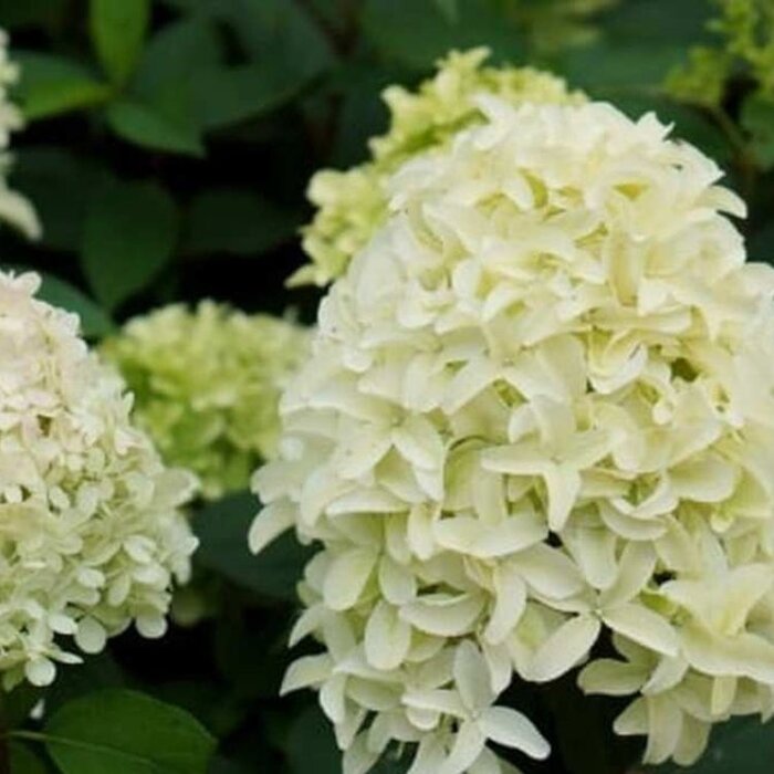 Pluimhortensia op stam (Hydrangea paniculata 'Skyfall')