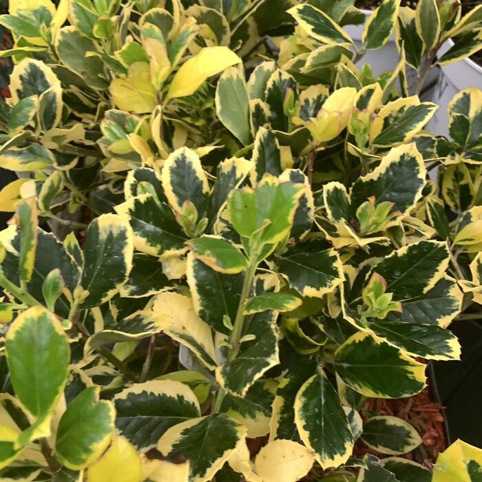 Bonte hulst op stam (Ilex altaclerensis 'Golden King')