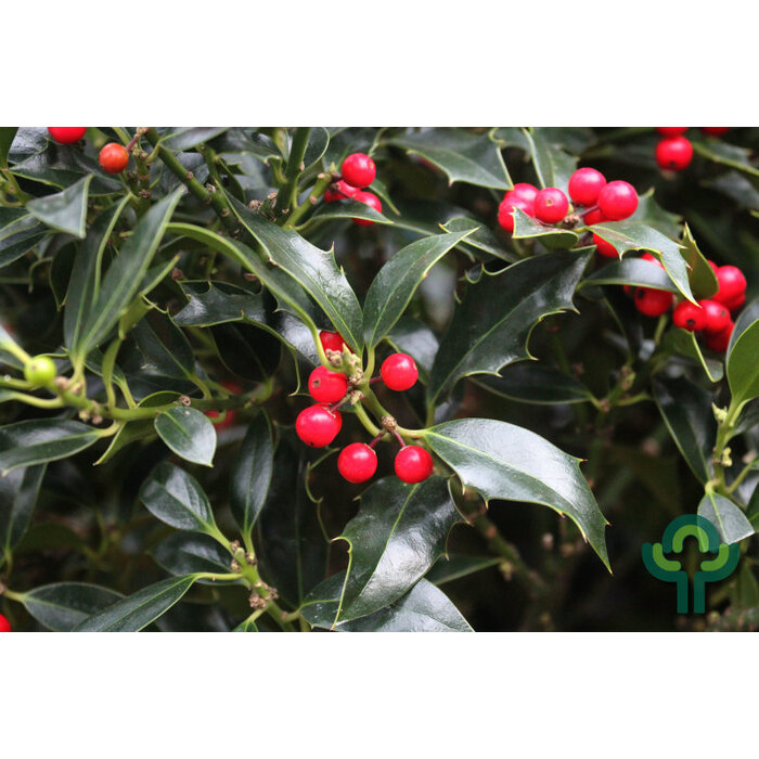 Hulst op stam - Ilex aquifolium 'Alaska'