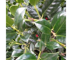Hulst op stam - Ilex aquifolium 'J.C. van Tol'