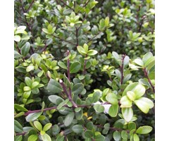 Hulst op stam - Ilex crenata Dark Green