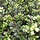 Hulst op stam - Ilex crenata Dark Green