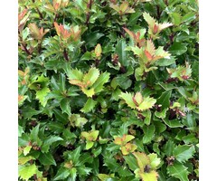 Blauwe hulst op stam - Ilex meserveae 'Little Rascal'