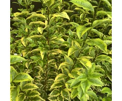 Ligustrum ovalifolium 'Aureum' - Bonte liguster op stam