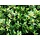 Hulsthaag - Ilex maximowicziana 'Kanehirae'