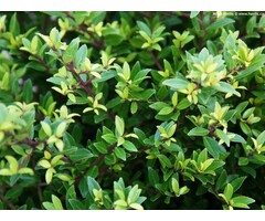 Hulst op stam - Ilex maximowicziana 'Kanehirae'