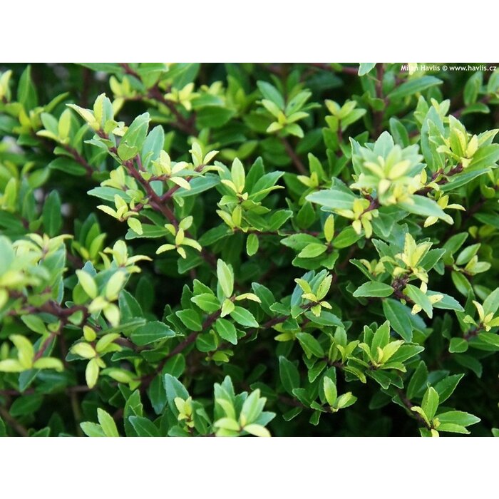 Hulst op stam - Ilex maximowicziana 'Kanehirae'