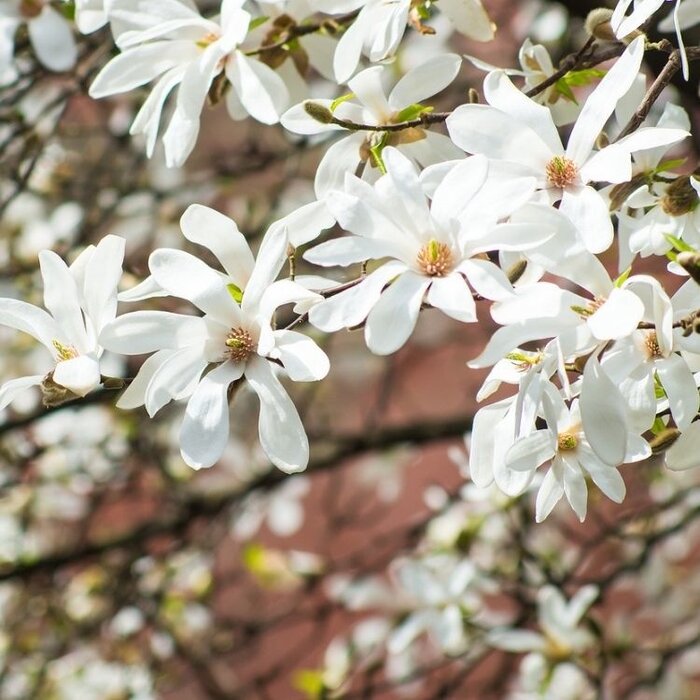 Beverboom op stam - Magnolia kobus