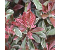 Glansmispel op stam - Photinia fraseri 'Pink Marble'