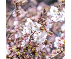 Sierkers op stam - Prunus yedoensis