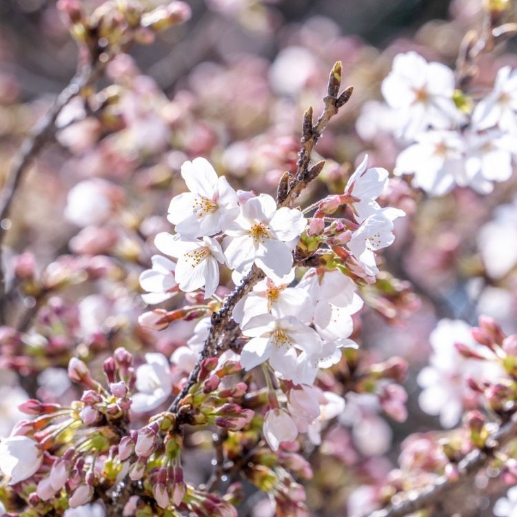 Sierkers op stam - Prunus yedoensis
