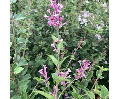 Dwergsering op stam - Syringa 'Josée'