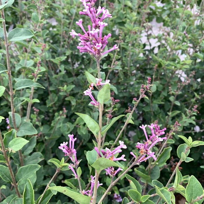 Dwergsering op stam (Syringa 'Josée')