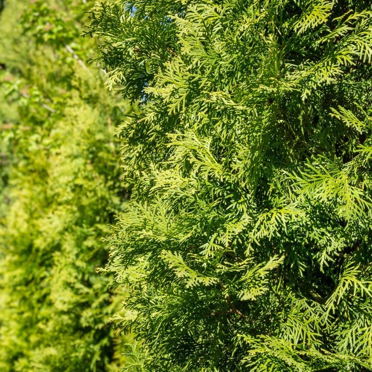 Thuja occidentalis 'Smaragd' - conifeer op stam