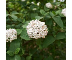 Sneeuwbal op stam - Viburnum carlcephalum