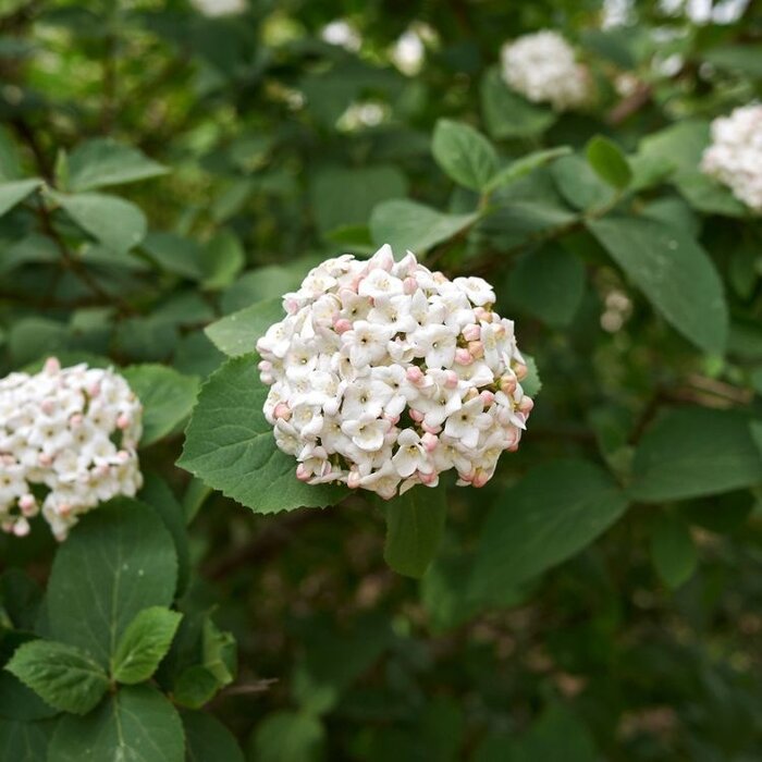Sneeuwbal op stam - Viburnum carlcephalum