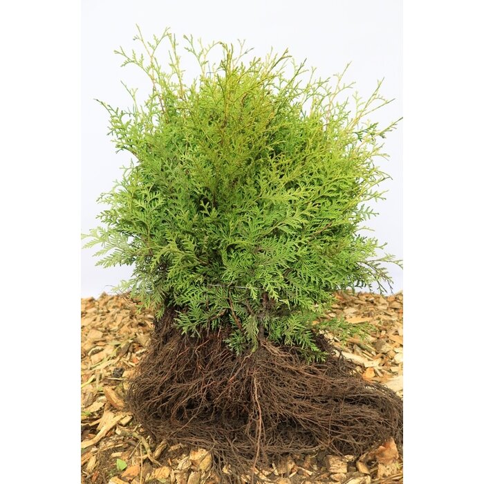 Thuja occidentalis 'Brabant' - Thuja haag (Kale wortel)