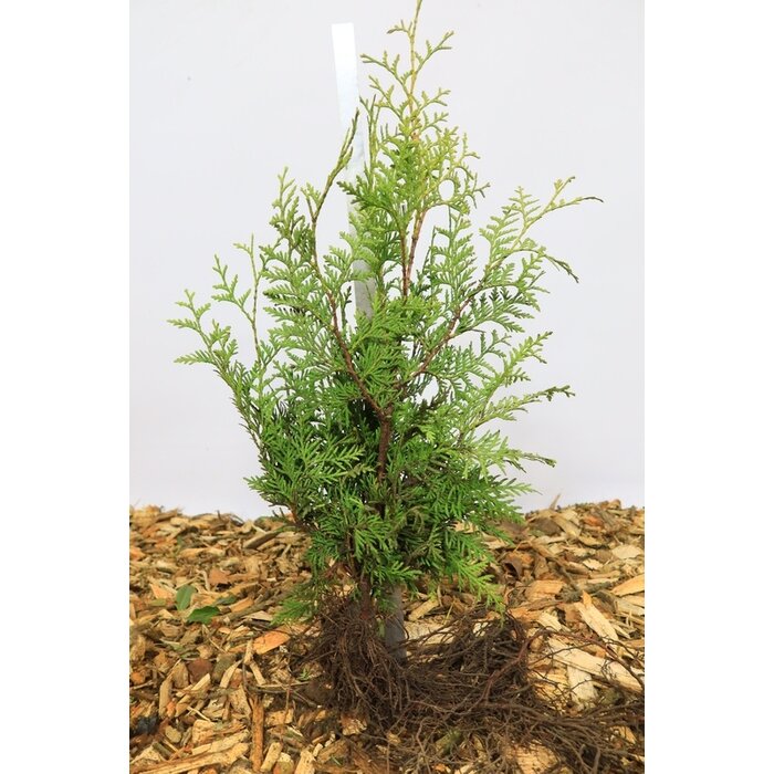 Thuja occidentalis 'Brabant' - Thuja haag (Kale wortel)