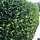 Thuja occidentalis 'Brabant' - Thuja haag (Kale wortel) -> PRE-ORDER