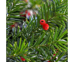 Venijnboom op stam - Taxus baccata