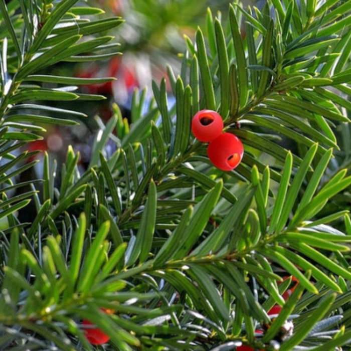 Venijnboom op stam - Taxus baccata