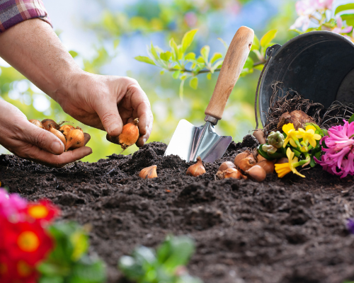 Tijd voor bloembollen!