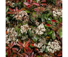 Glansmispel op stam - Photinia fraseri 'Camilvy'