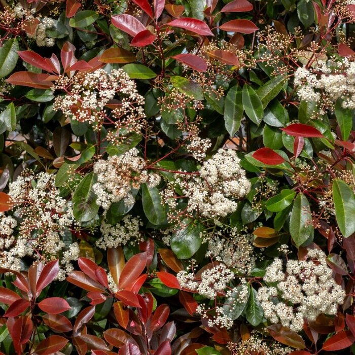 Glansmispel op stam (Photinia fraseri 'Camilvy')