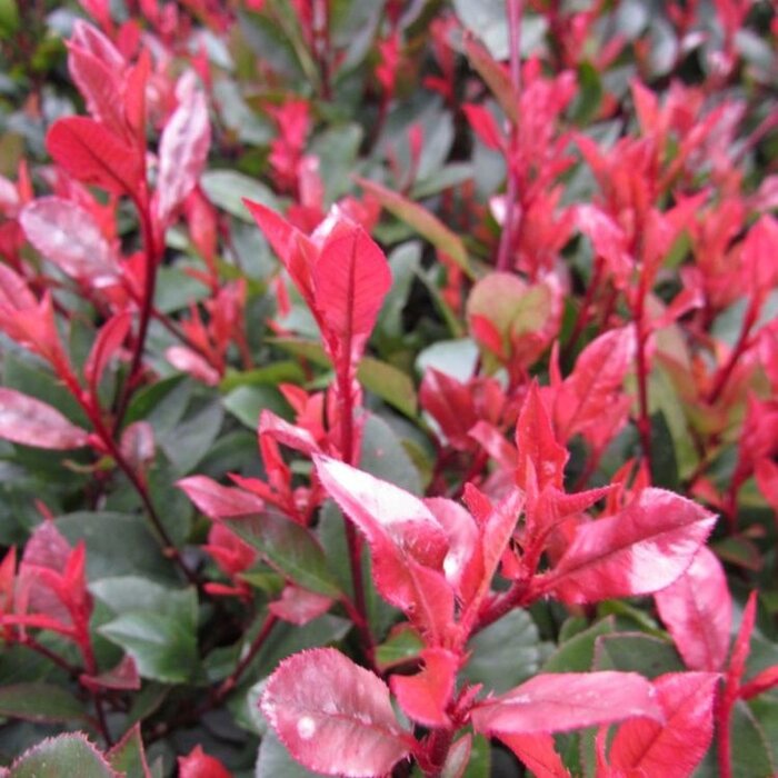 Glansmispel op stam (Photinia fraseri 'Camilvy')