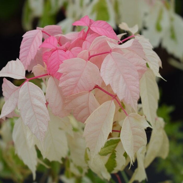 Vederesdoorn - Acer negundo 'Flamingo'