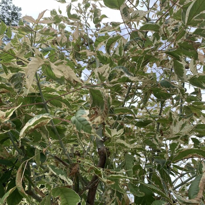 Vederesdoorn - Acer negundo 'Flamingo'