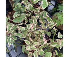 Vederesdoorn - Acer negundo 'Flamingo'