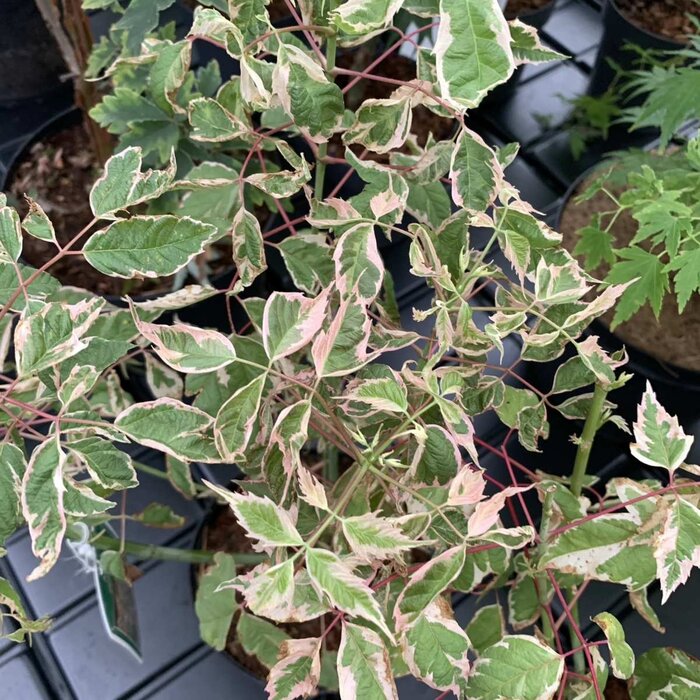 Vederesdoorn - Acer negundo 'Flamingo'