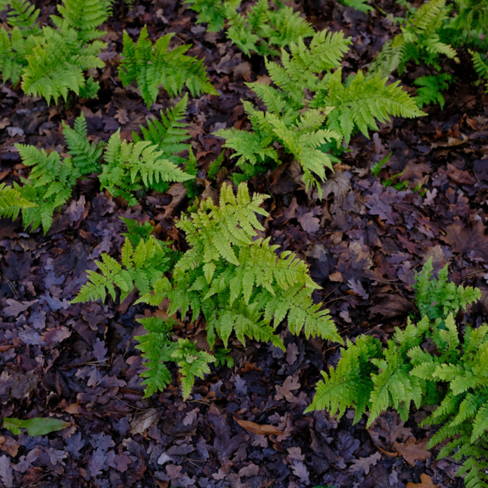 Rode sluiervaren - Dryopteris erythrosora