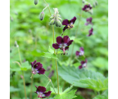 Geranium phaeum