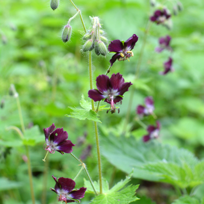 Geranium phaeum