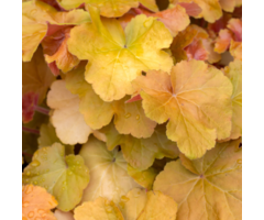 Purperklokje - Heuchera caramel