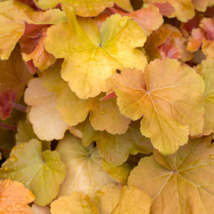 Purperklokje - Heuchera caramel