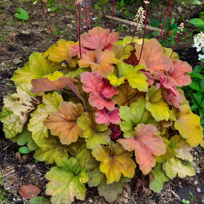 Purperklokje - Heuchera caramel