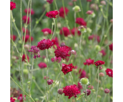 Beemdkroon - Knautia macedonica 'Mars Midget'
