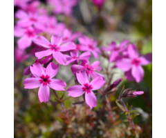 Vlambloem - Phlox subulata 'Moerheimii'